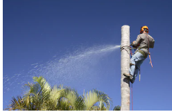 palm tree removal Melbourne 