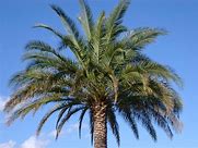 Palm Tree Removal Hobart