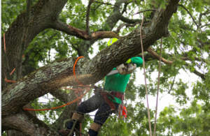 tree services Adelaide Hills 